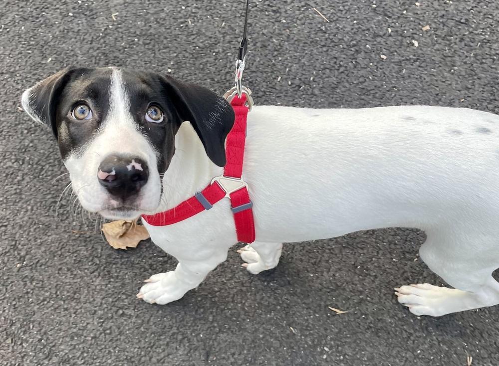 Enlarge Happy, a Adoptable mixed breed in Pottstown, PA image 6/6