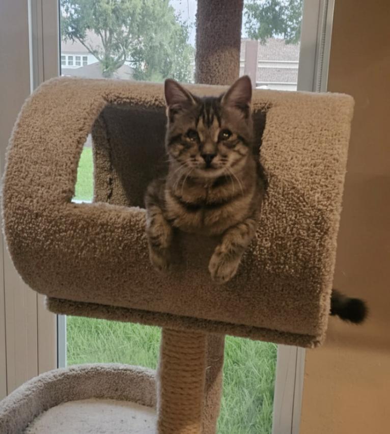 Nova: Blind Explorer, Big Talker, and Champion Cuddler!