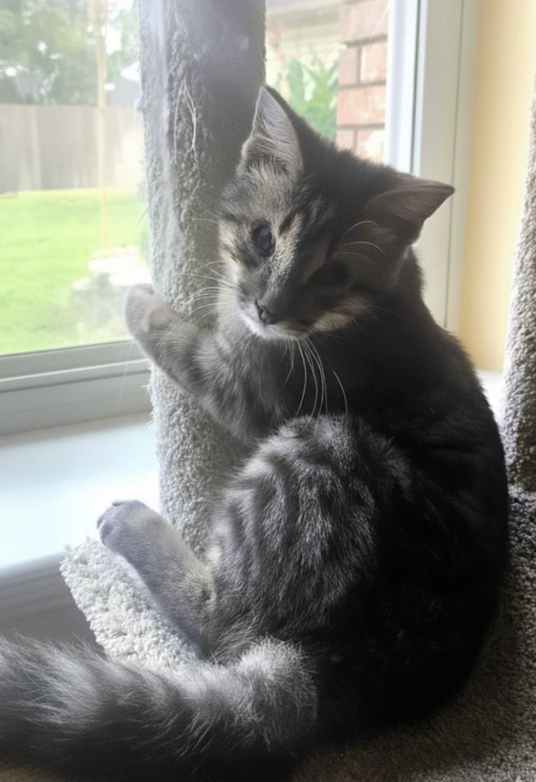 Nova: Blind Explorer, Big Talker, and Champion Cuddler!