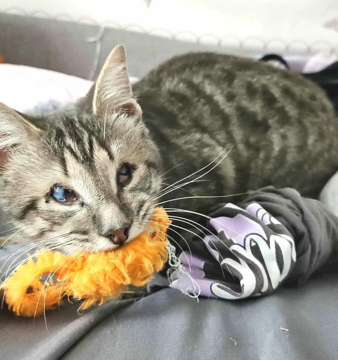 Nova: Blind Explorer, Big Talker, and Champion Cuddler!