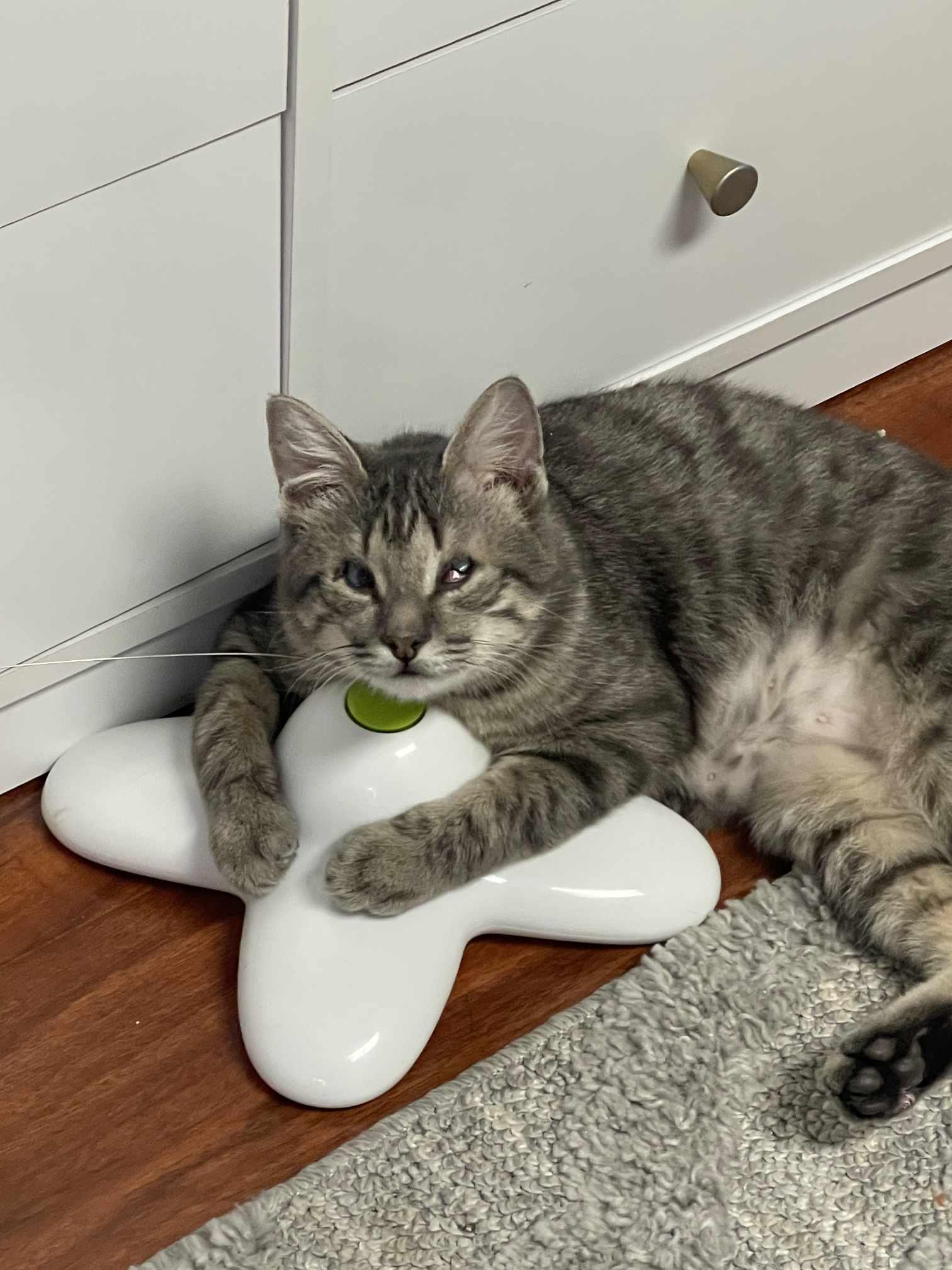 Nova: Blind Explorer, Big Talker, and Champion Cuddler!