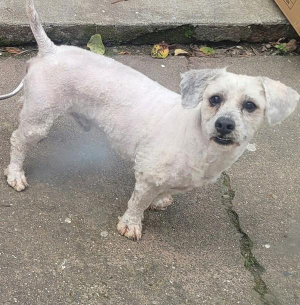 Enlarge Shaggy, a Adoptable mixed breed in Oakland, CA image 1/1
