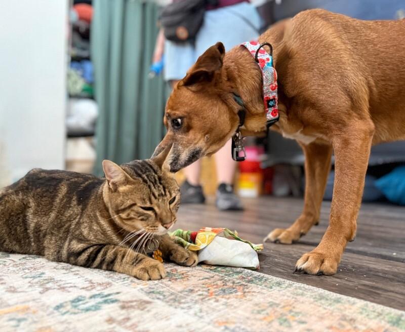 Lucy Gentle Heart Soft and True