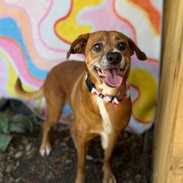 Lucy Gentle Heart Soft and True — thumbnail 2