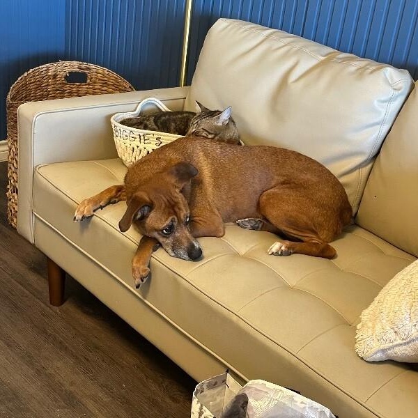 Lucy Gentle Heart Soft and True — thumbnail 5