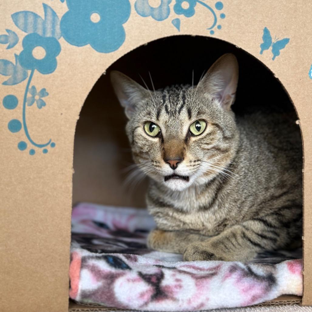 Mysterio (Holland Cat Cove), Adoptable, Young Male Domestic Short Hair.