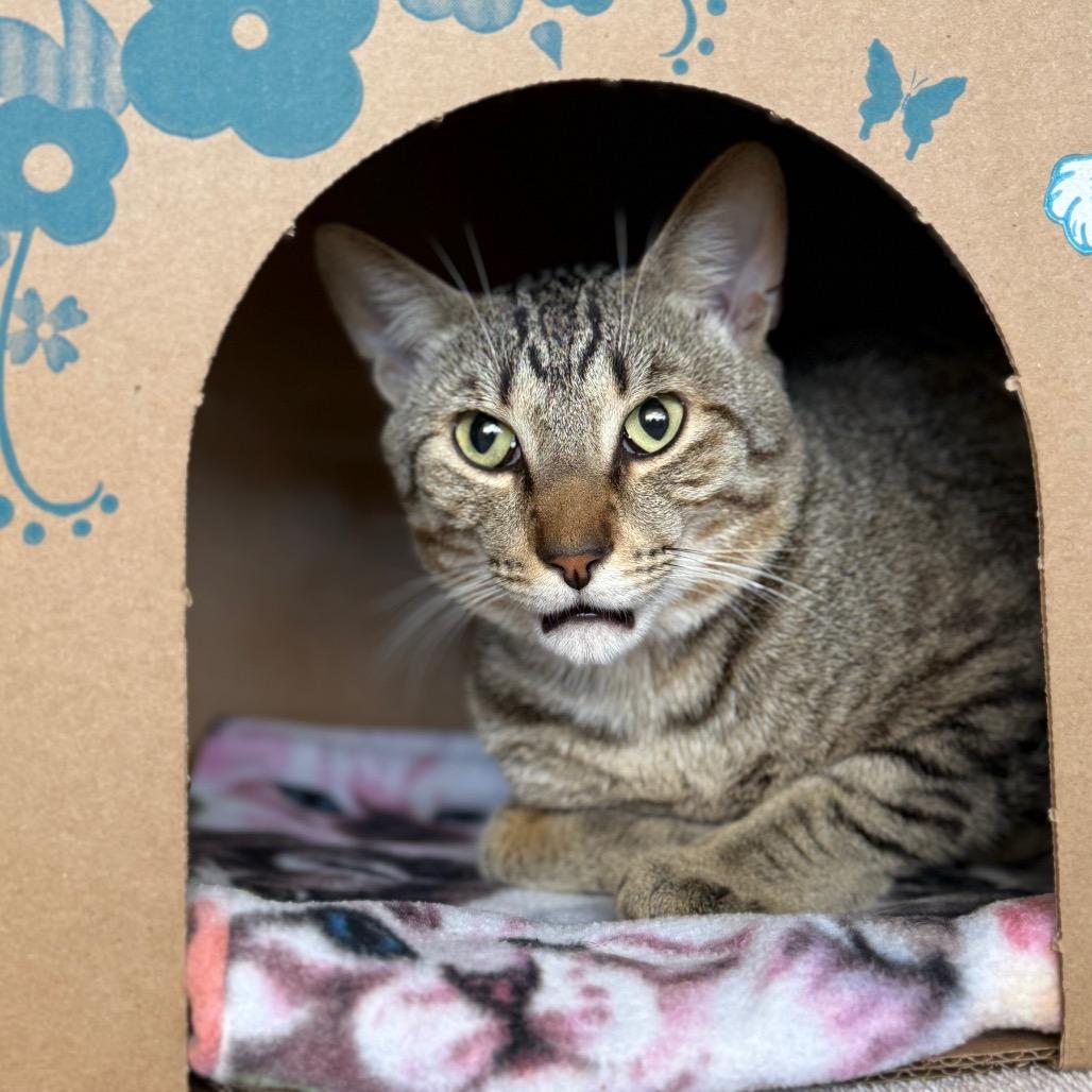 Enlarge Mysterio (Holland Cat Cove), a Adoptable Domestic Short Hair in West Olive, MI image 2/4