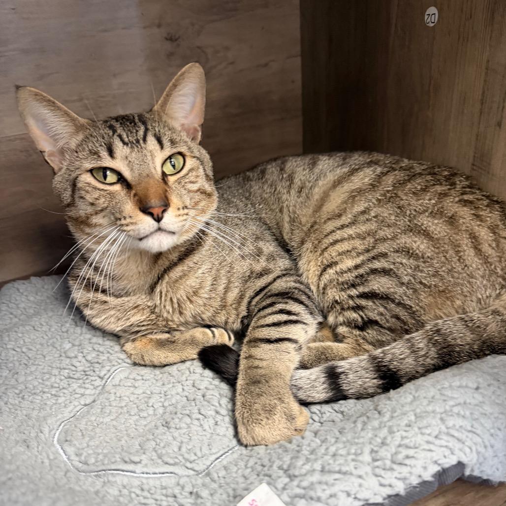 Enlarge Mysterio (Holland Cat Cove), a Adoptable Domestic Short Hair in West Olive, MI image 3/4