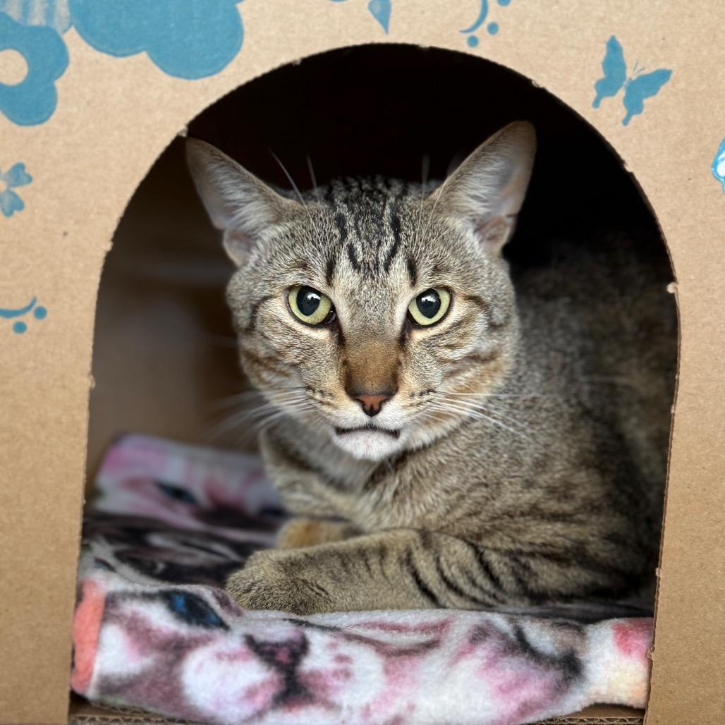 Enlarge Mysterio (Holland Cat Cove), a Adoptable Domestic Short Hair in West Olive, MI image 4/4