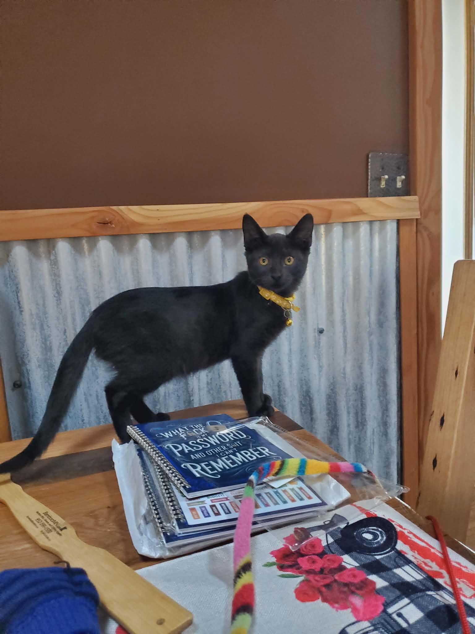 Enlarge Jade, a ADOPTABLE Domestic Short Hair in Manhattan, KS image 2/4