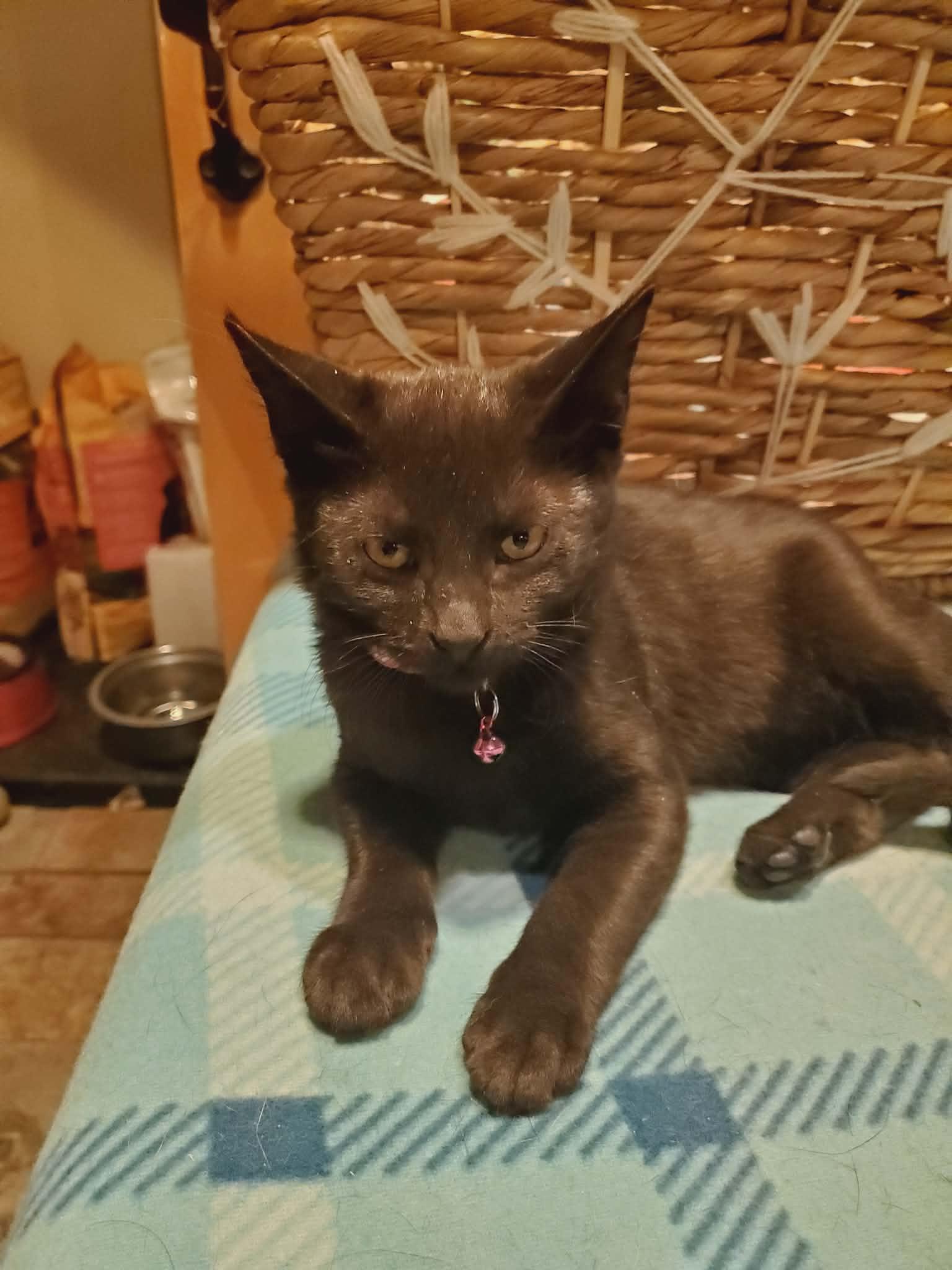 Enlarge Jade, a ADOPTABLE Domestic Short Hair in Manhattan, KS image 4/4