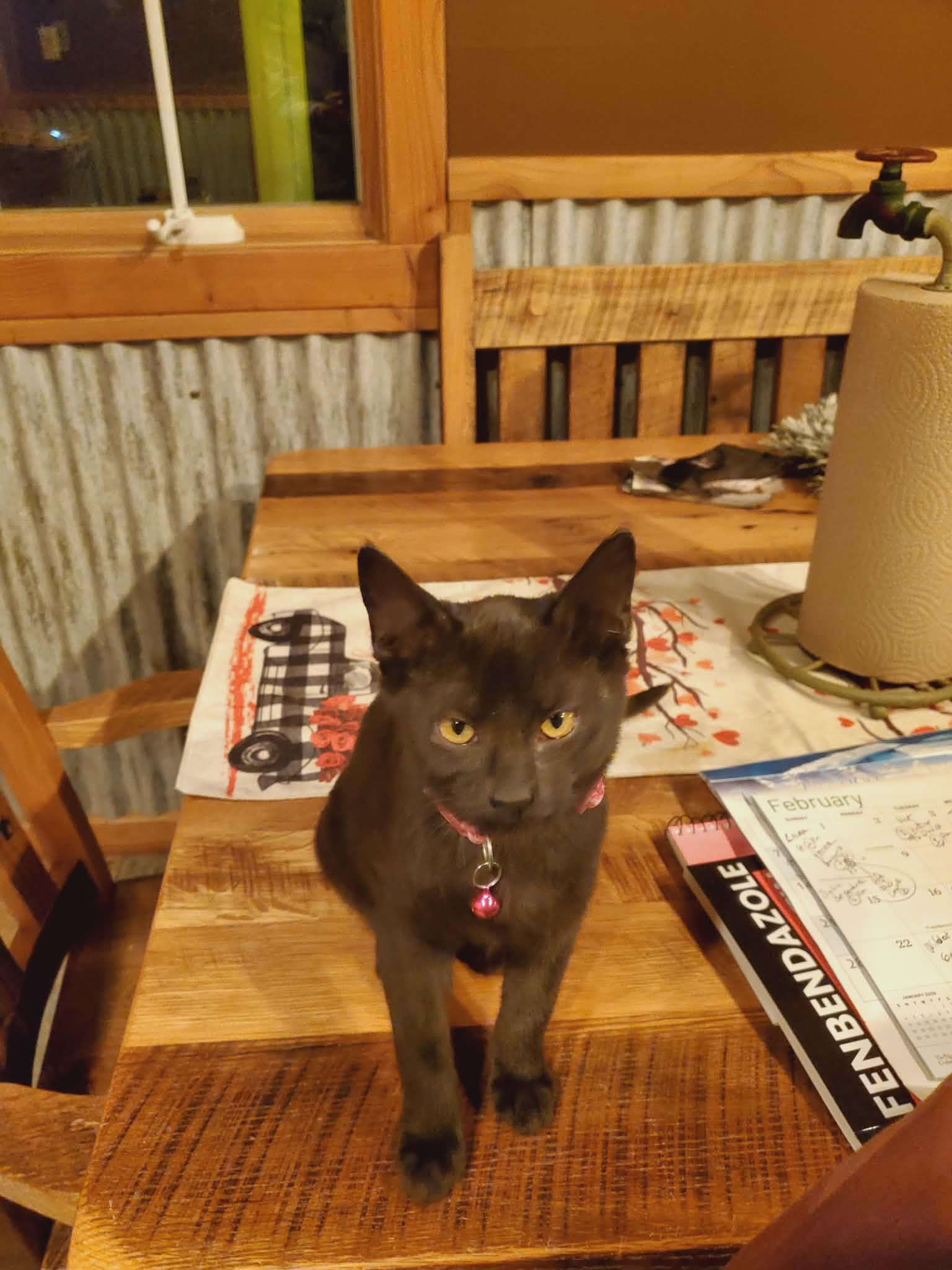 Enlarge Jade, a ADOPTABLE Domestic Short Hair in Manhattan, KS image 1/4