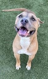 Enlarge Owala, a ADOPTABLE mixed breed in Denton, TX image 3/5