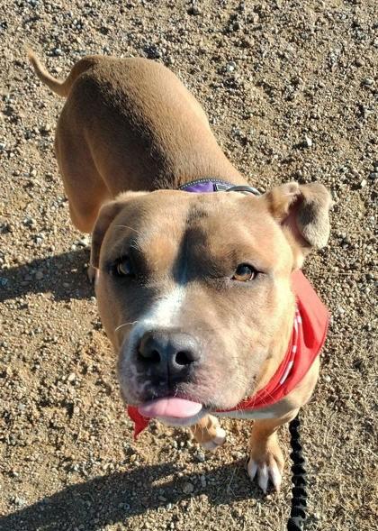 Enlarge Owala, a ADOPTABLE mixed breed in Denton, TX image 5/5