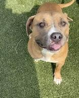 Enlarge Owala, a ADOPTABLE mixed breed in Denton, TX image 1/5