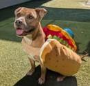 Enlarge Owala, a ADOPTABLE mixed breed in Denton, TX image 2/5