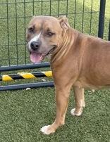 Enlarge Owala, a ADOPTABLE mixed breed in Denton, TX image 4/5
