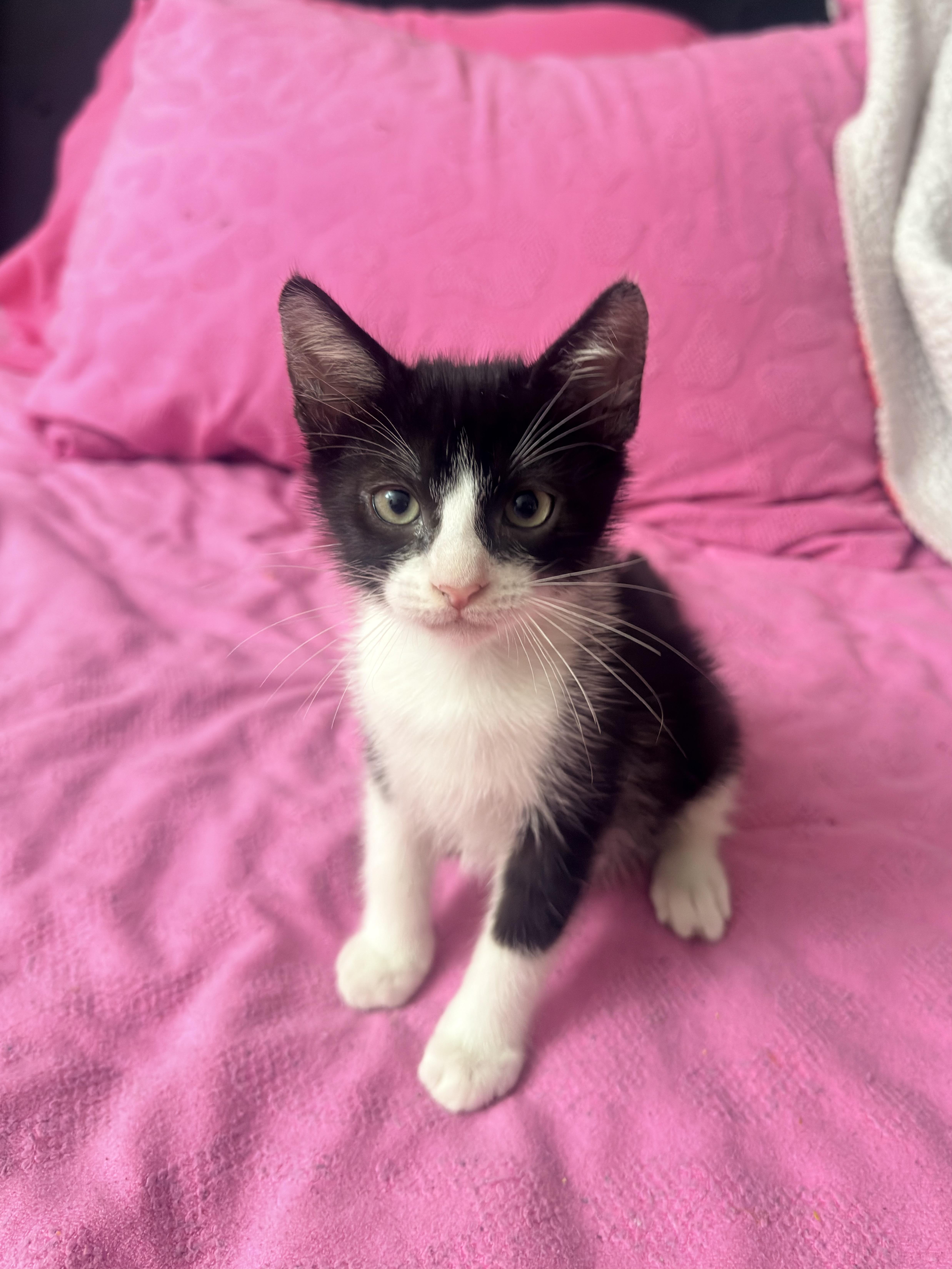 Enlarge Felix, a ADOPTABLE Domestic Short Hair in Boston, MA image 1/4