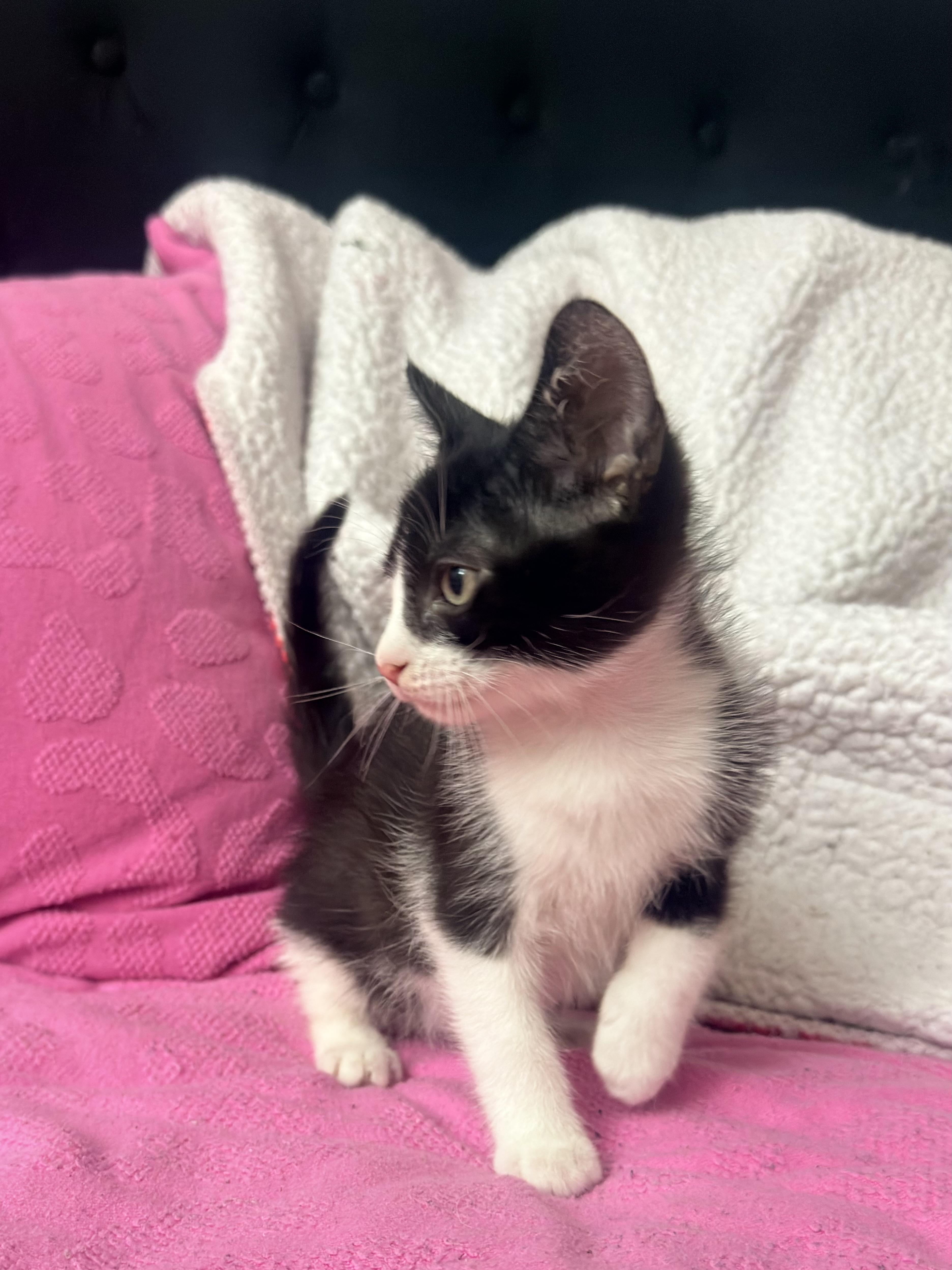 Enlarge Felix, a ADOPTABLE Domestic Short Hair in Boston, MA image 4/4