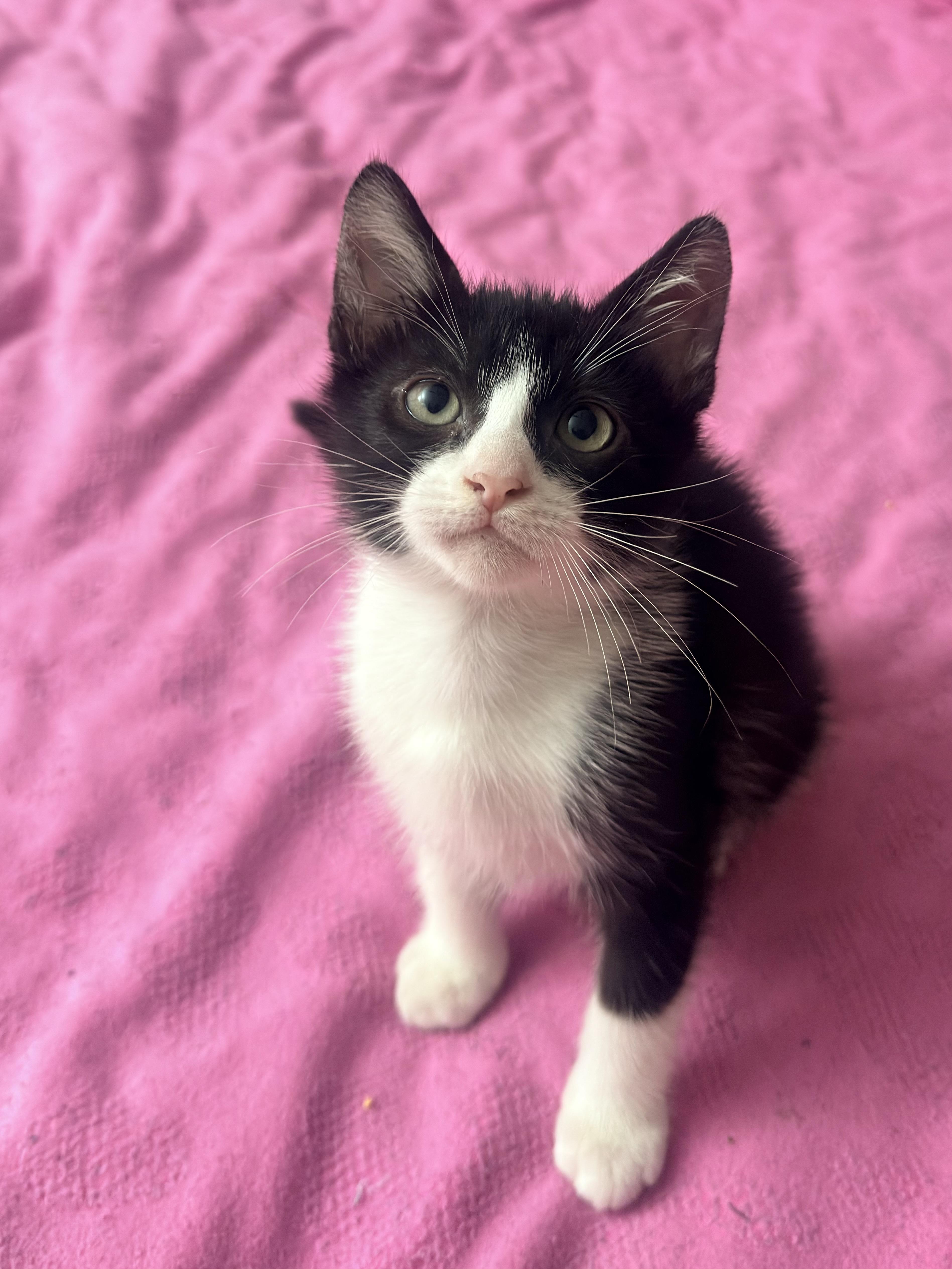 Enlarge Felix, a ADOPTABLE Domestic Short Hair in Boston, MA image 3/4