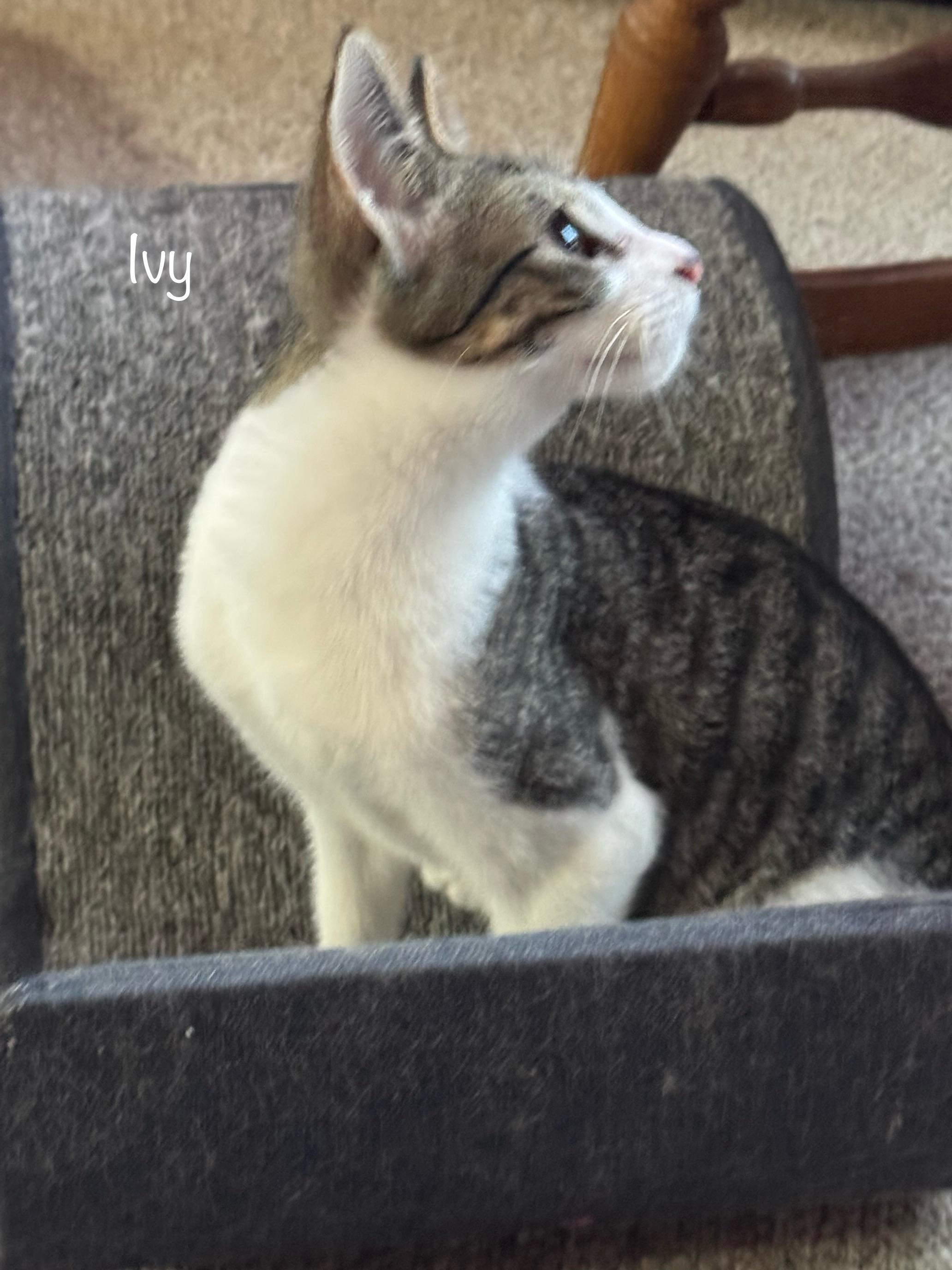 Ivy, Adoptable, Young Female Domestic Short Hair.