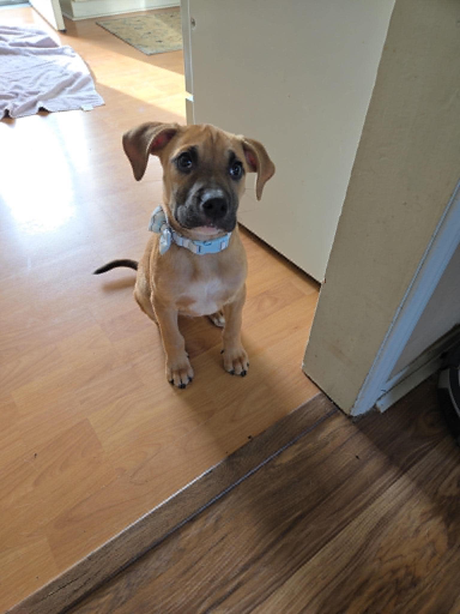 Enlarge Yoshi, a Adopted mixed breed in Omaha, NE image 2/5