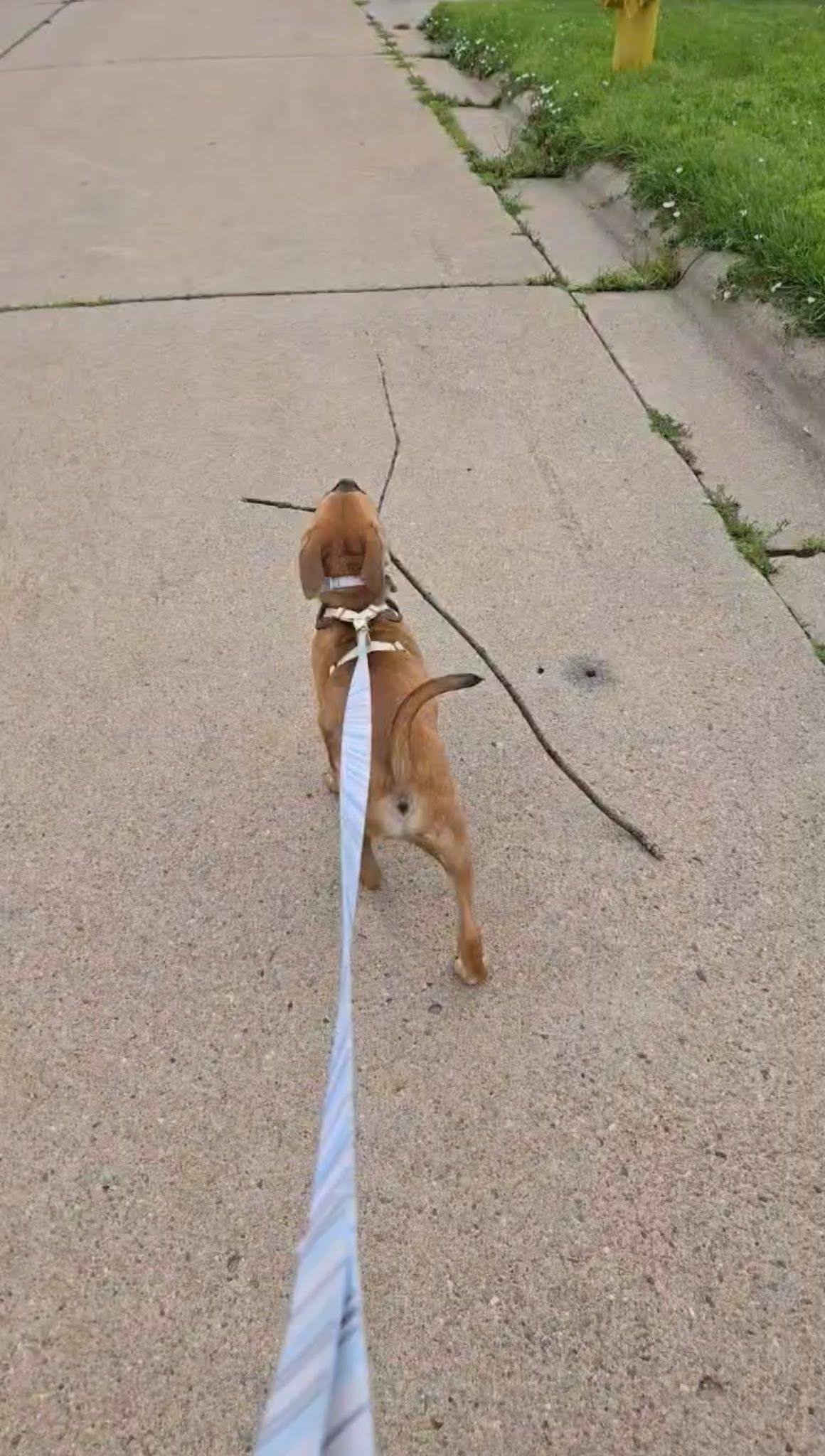 Enlarge Yoshi, a Adopted mixed breed in Omaha, NE image 3/5