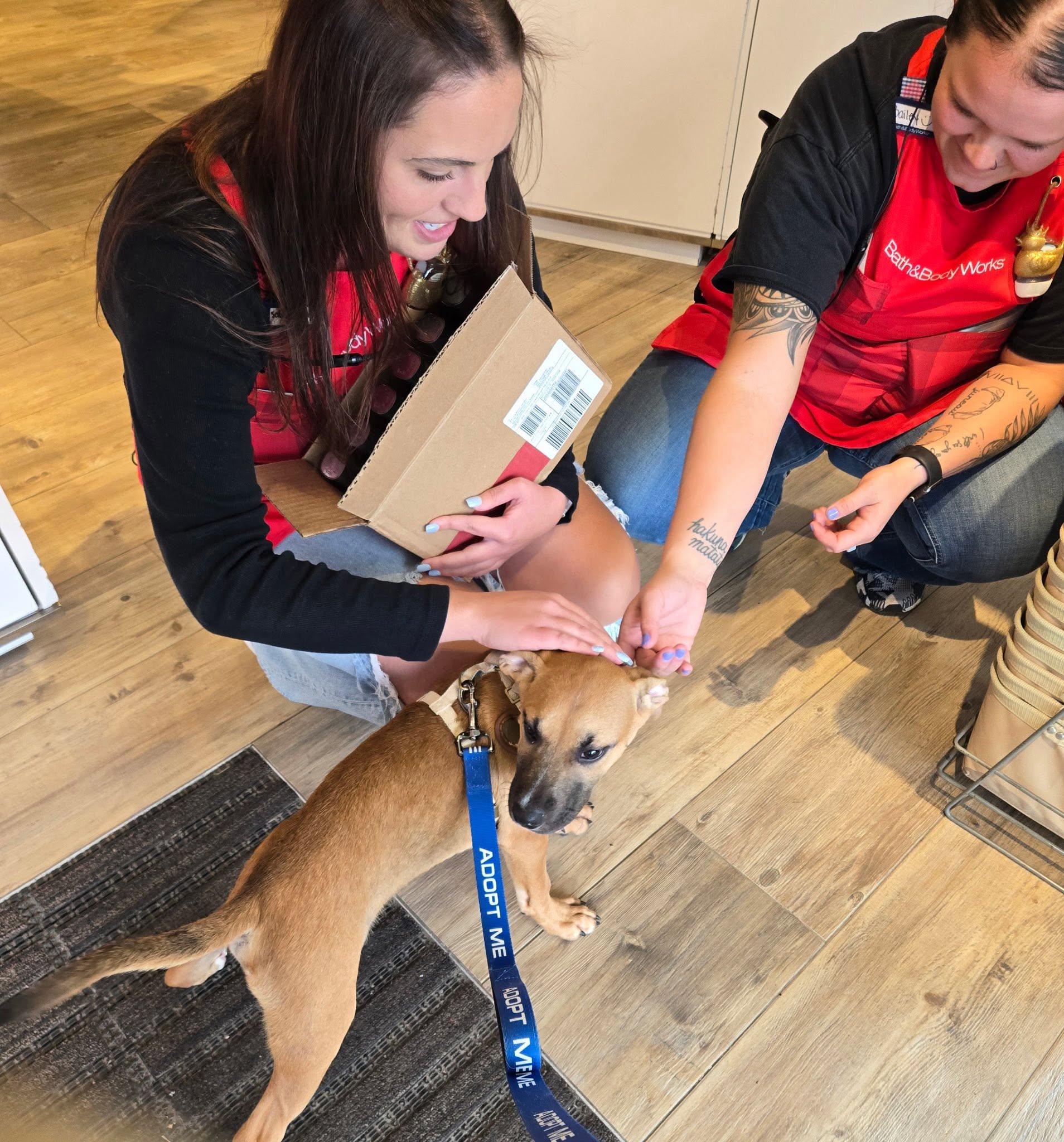 Enlarge Yoshi, a Adopted mixed breed in Omaha, NE image 4/5
