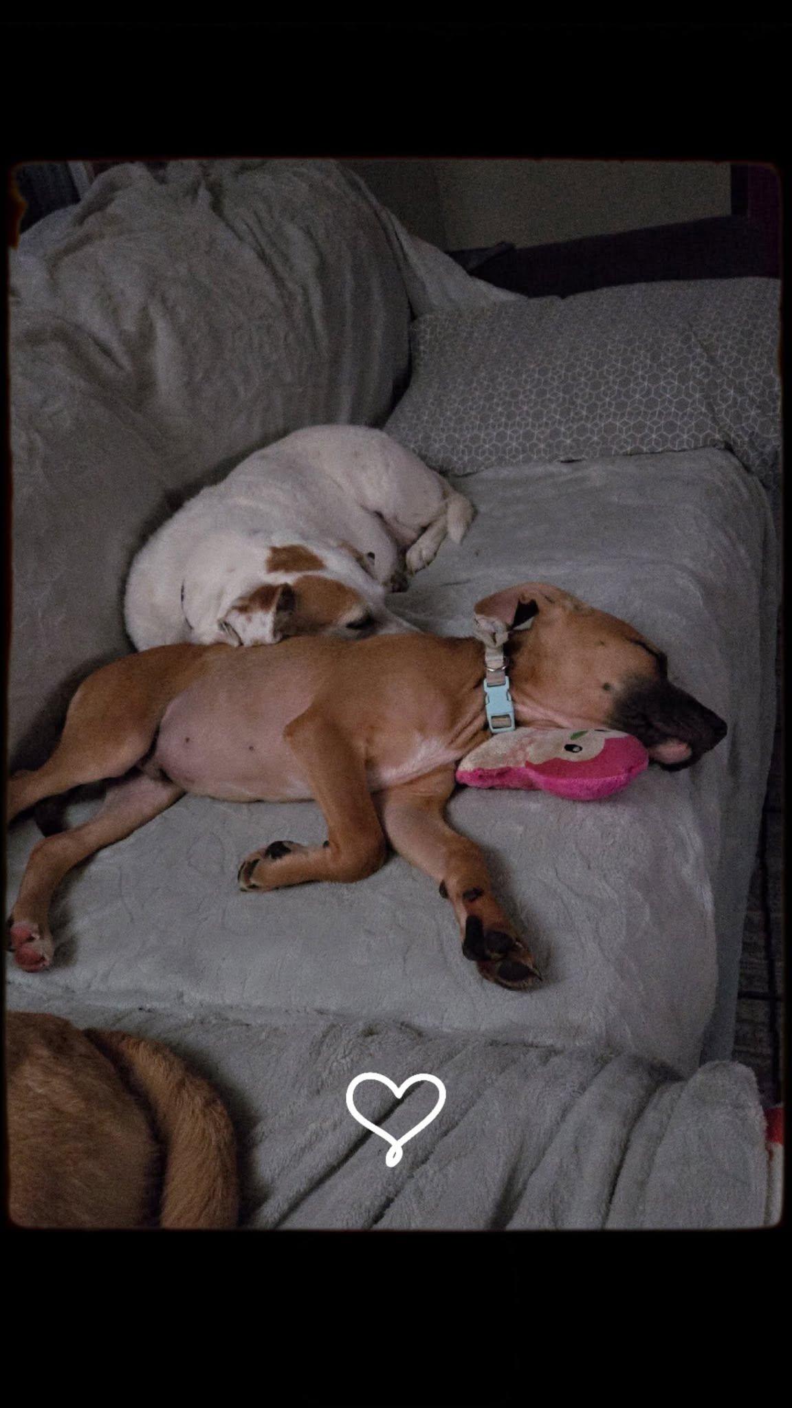 Enlarge Yoshi, a Adopted mixed breed in Omaha, NE image 5/5