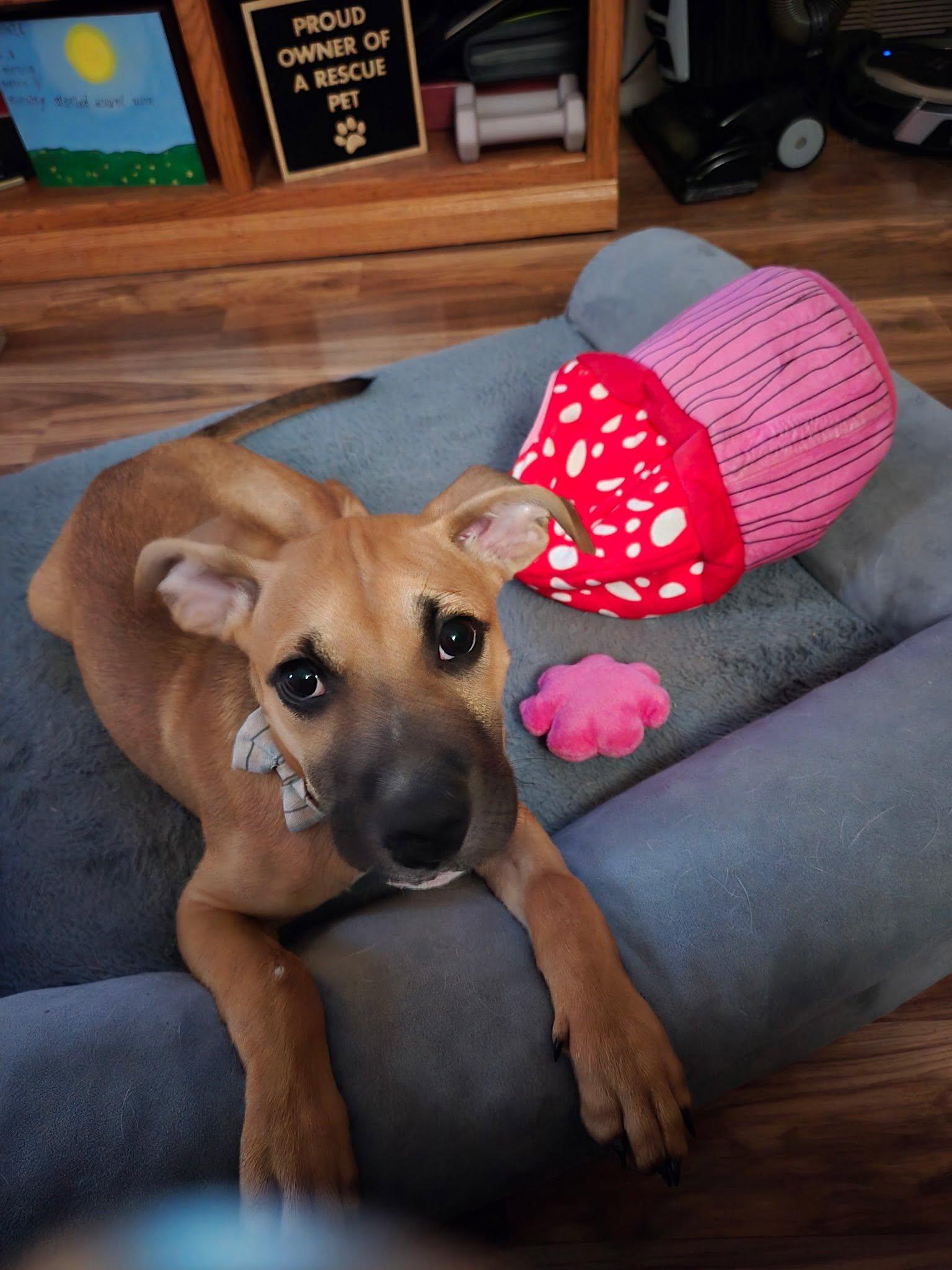 Yoshi, Adopted, Young Male Mixed Breed.