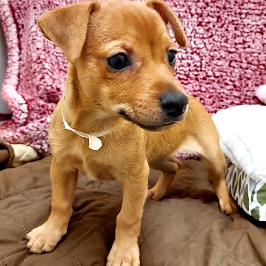 Enlarge Merry, an adopted Mixed Breed in Falls Creek, PA image 2/5