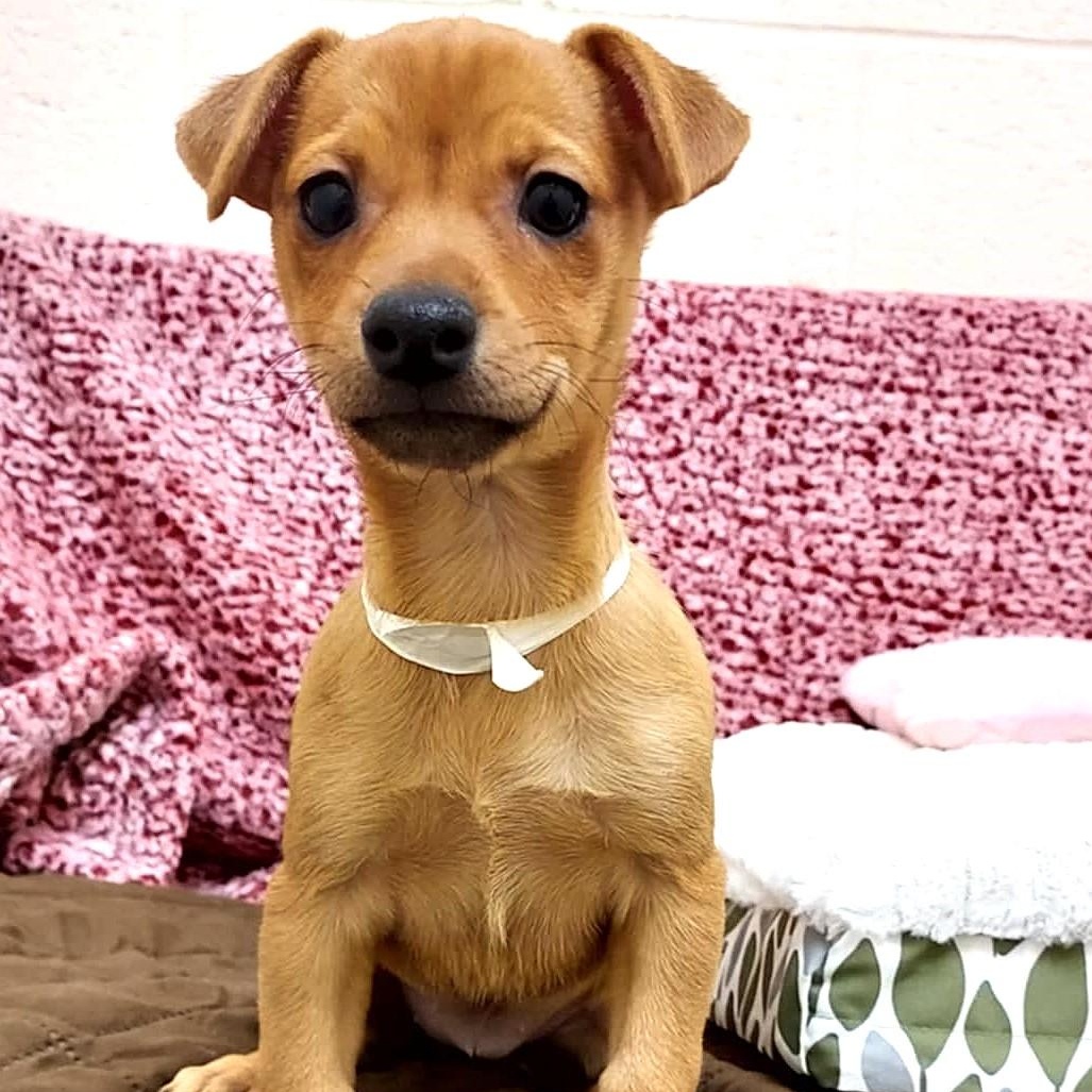 Enlarge Merry, an adopted Mixed Breed in Falls Creek, PA image 3/5