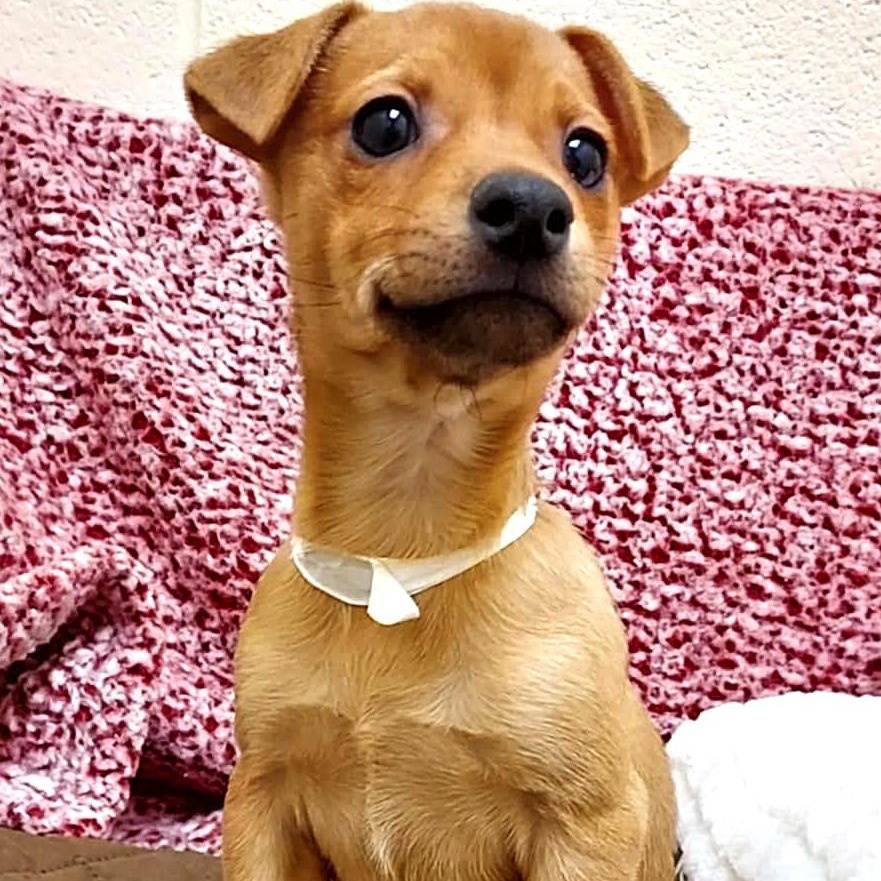 Enlarge Merry, an adopted Mixed Breed in Falls Creek, PA image 5/5