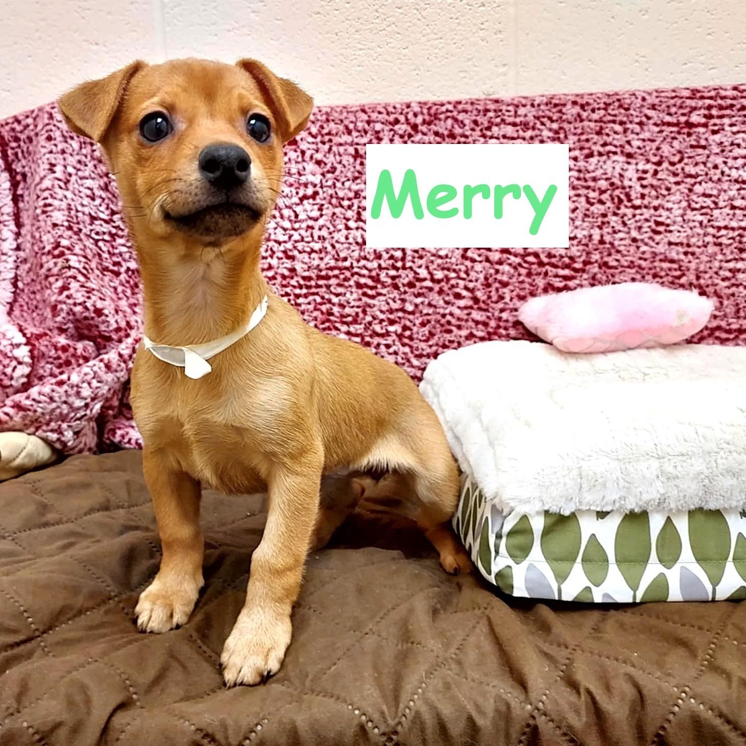 Merry, adopted, Puppy Female Mixed Breed.
