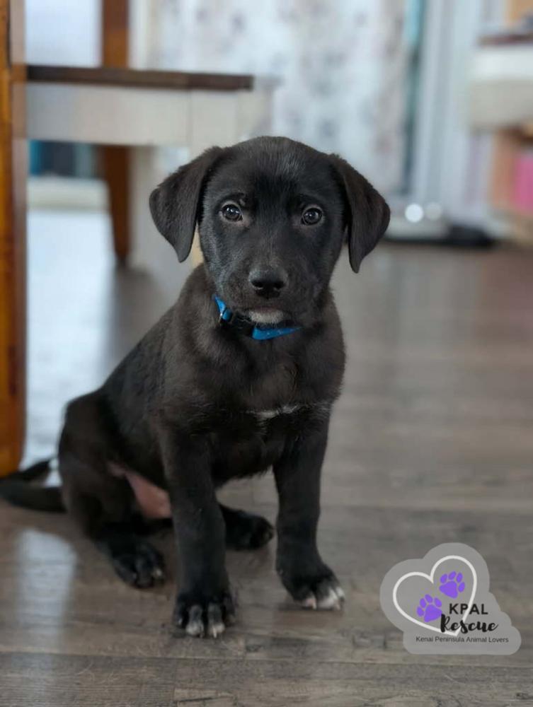 Cayman - Vacation Litter, Adoptable, Puppy Male Anatolian Shepherd & Great Pyrenees.