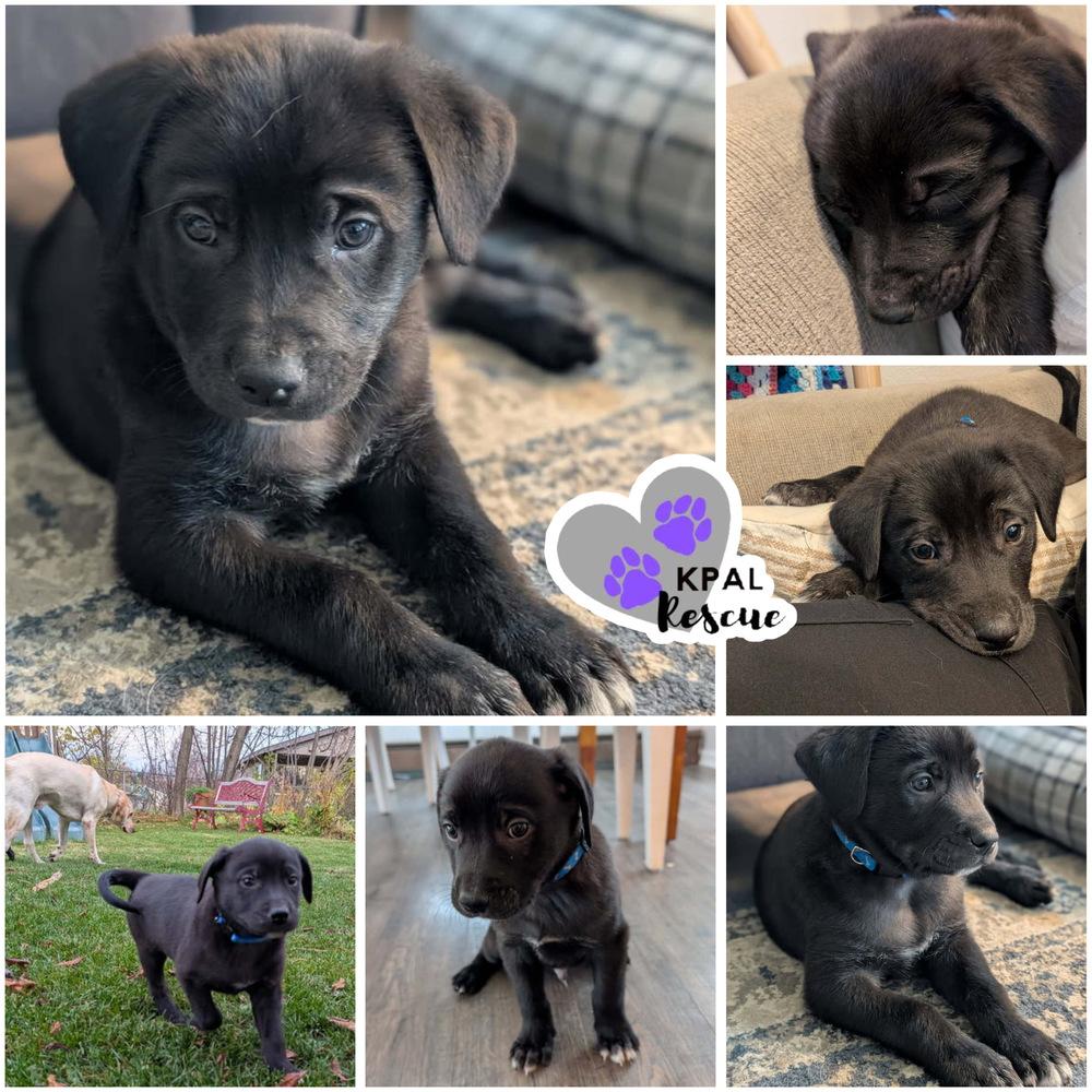 Cayman - Vacation Litter, a Adoptable mixed breed in Kenai, AK image 2/3