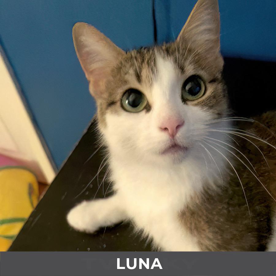 Luna, a ADOPTABLE Domestic Short Hair in Etobicoke, ON image 1/3
