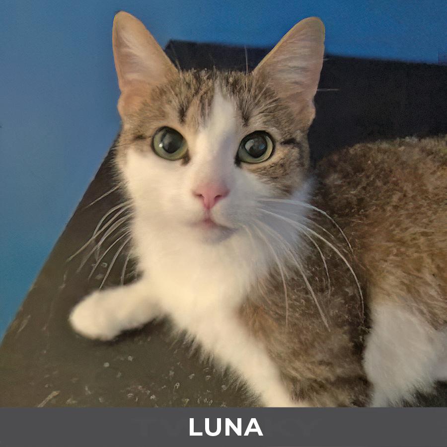 Luna, a ADOPTABLE Domestic Short Hair in Etobicoke, ON image 3/3