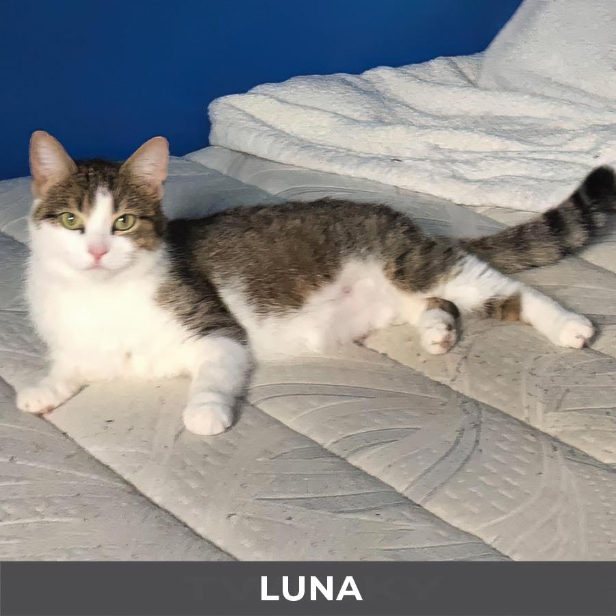 Luna, a ADOPTABLE Domestic Short Hair in Etobicoke, ON image 2/3