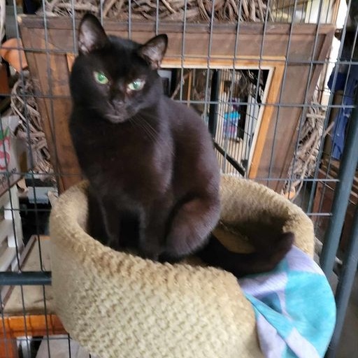 Rogue, Adult Female Domestic Medium Hair