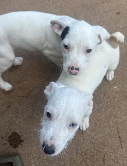 Grasshopper, Adoptable, Puppy Male American Bulldog & Terrier.