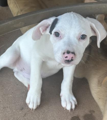 Enlarge Grasshopper, a Adoptable mixed breed in Wilkesboro, NC image 2/3