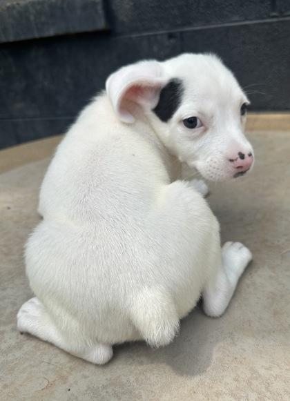 Enlarge Grasshopper, a Adoptable mixed breed in Wilkesboro, NC image 3/3