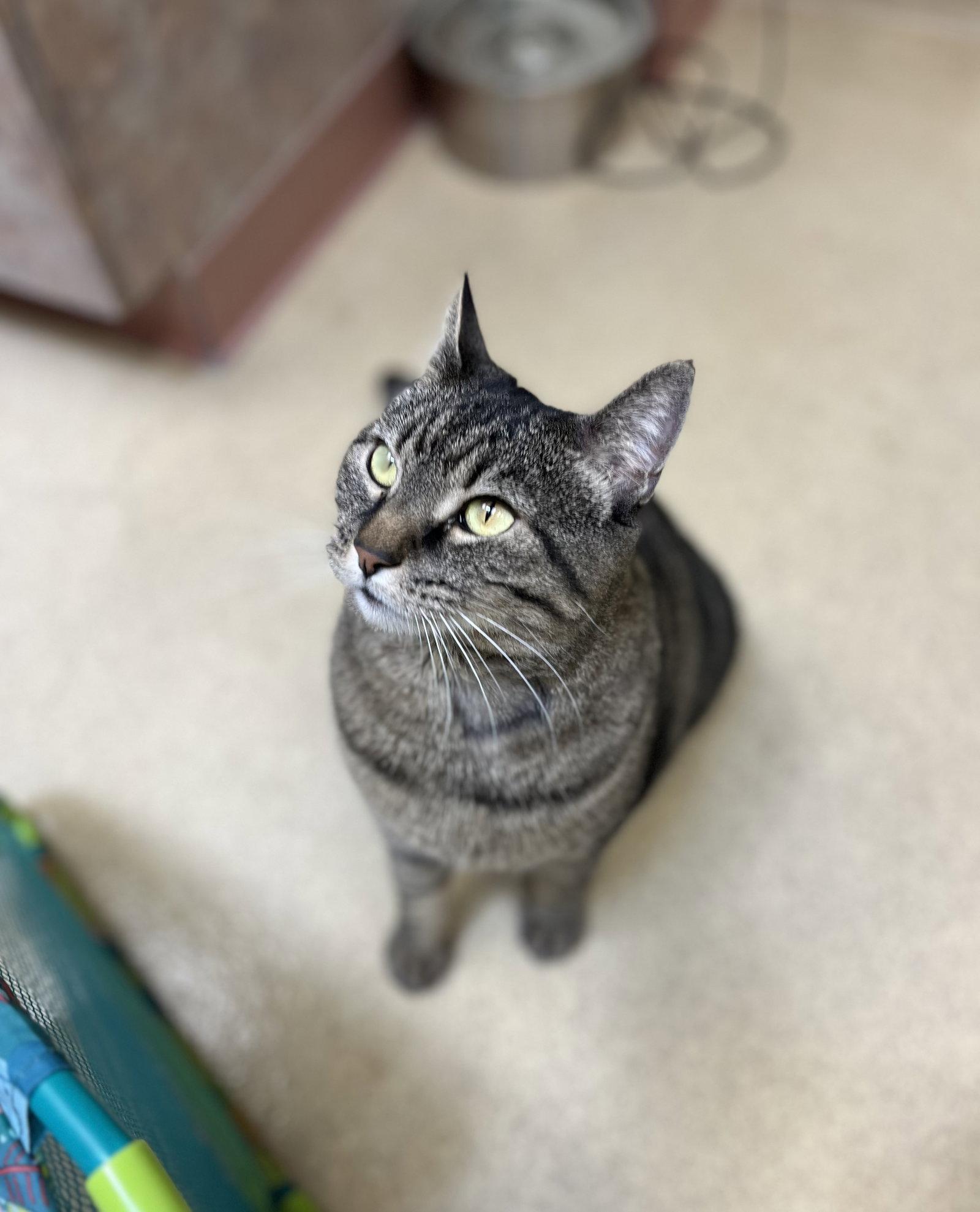 Savannah, a Adoptable Domestic Short Hair in Brick, NJ image 1/3