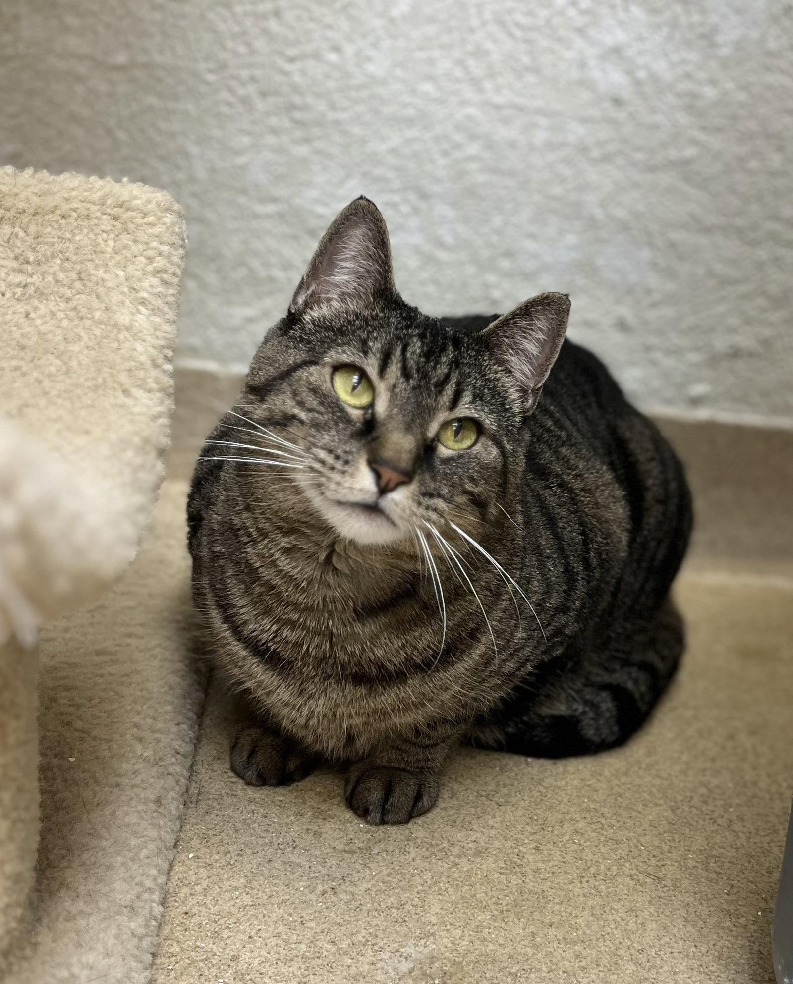 Savannah, a Adoptable Domestic Short Hair in Brick, NJ image 2/3