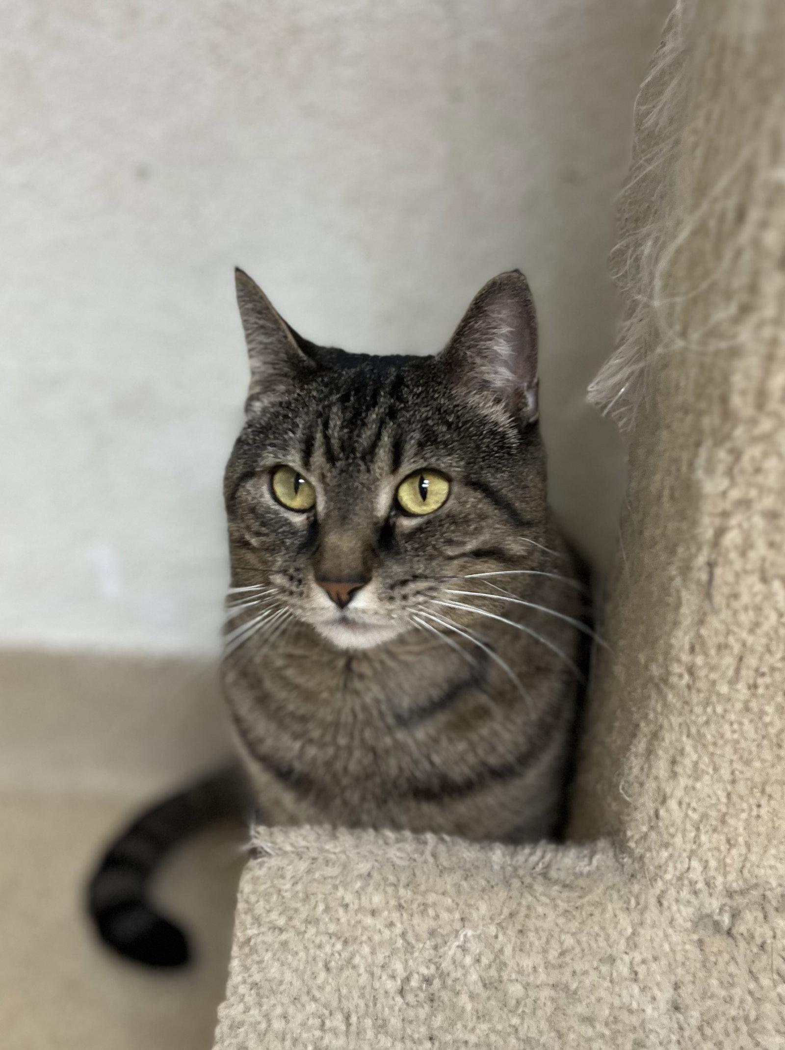 Savannah, a Adoptable Domestic Short Hair in Brick, NJ image 3/3