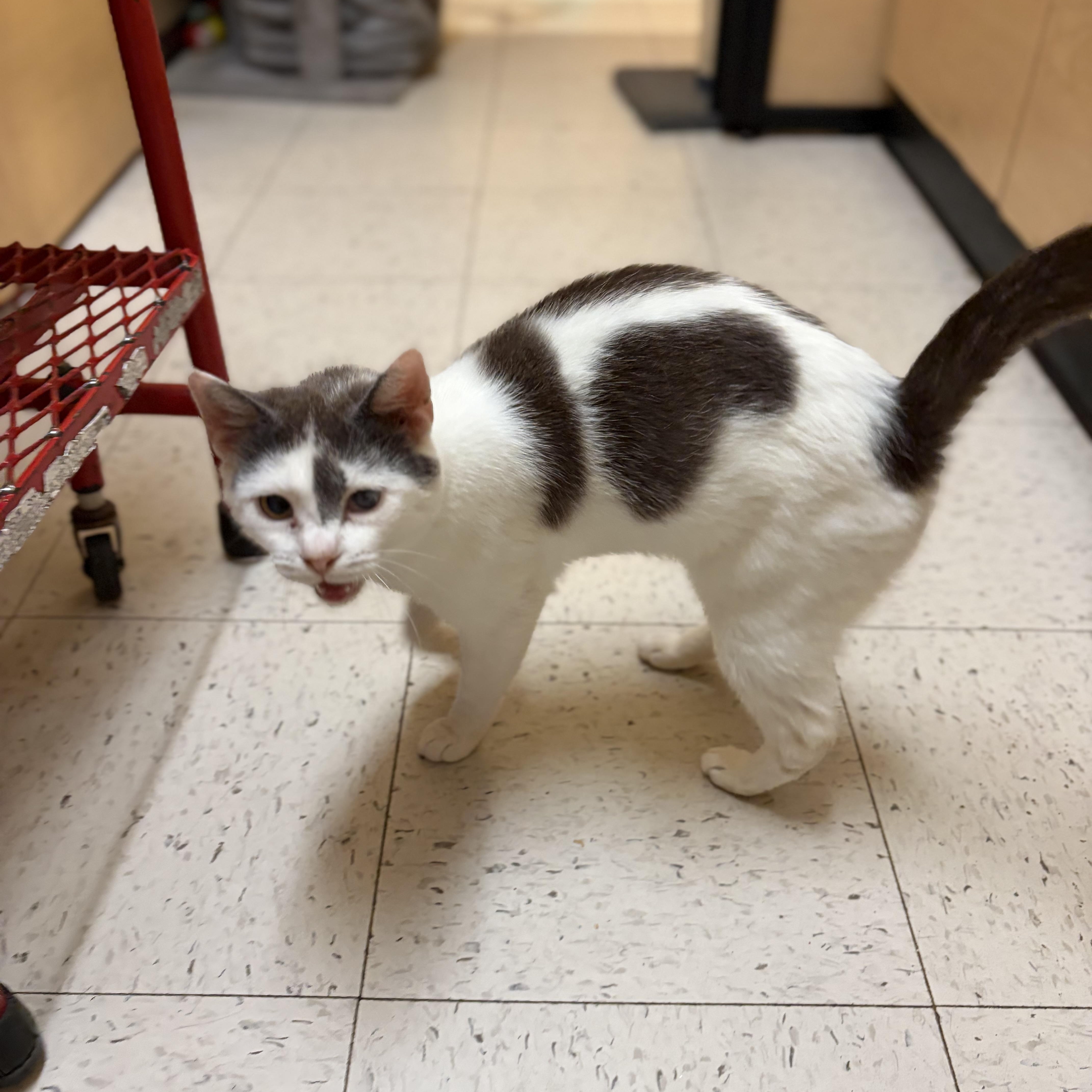 Cabot, a Adoptable Domestic Short Hair in DeWitt, NY image 2/3