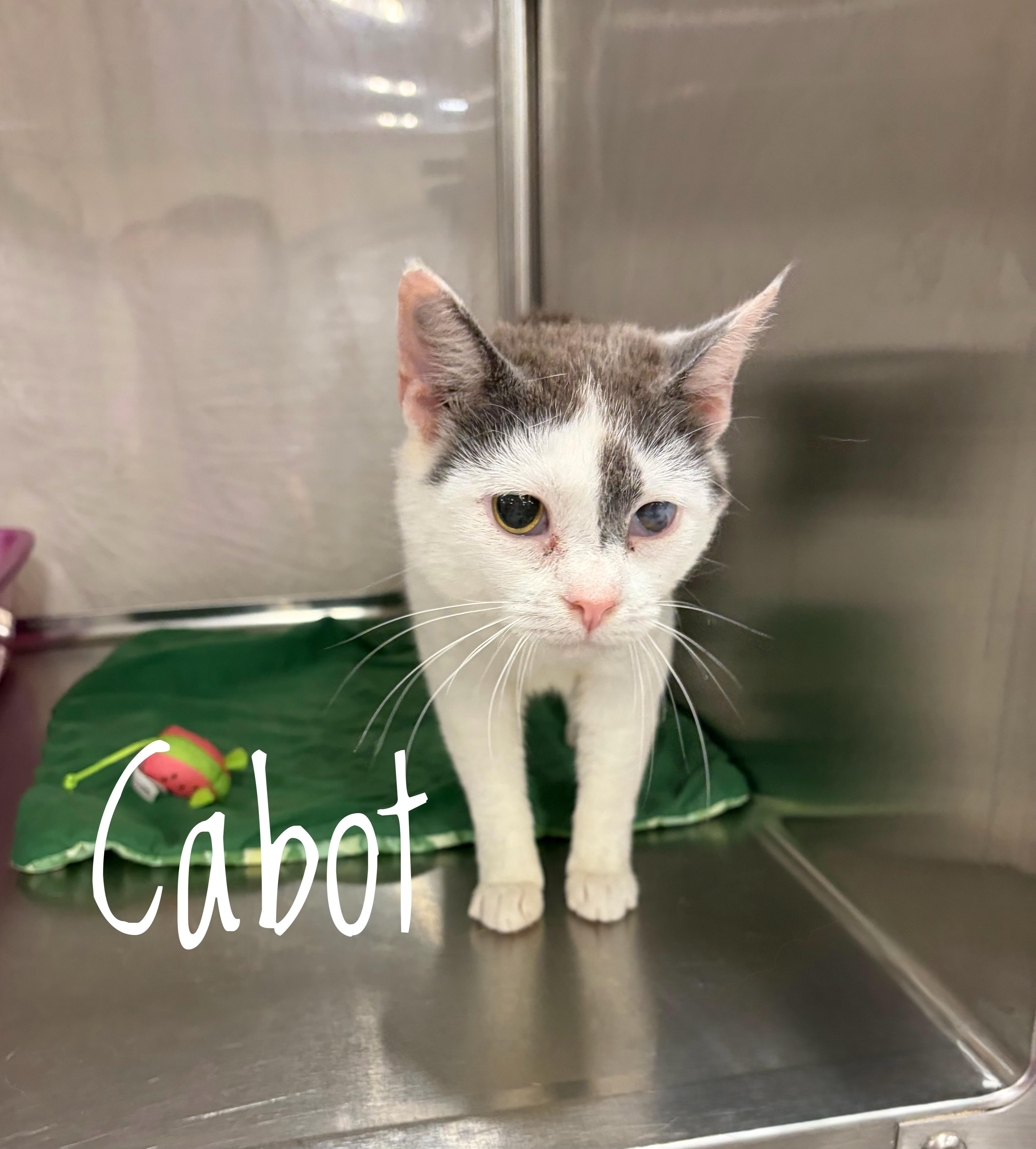 Cabot, Adoptable, Young Female Domestic Short Hair.