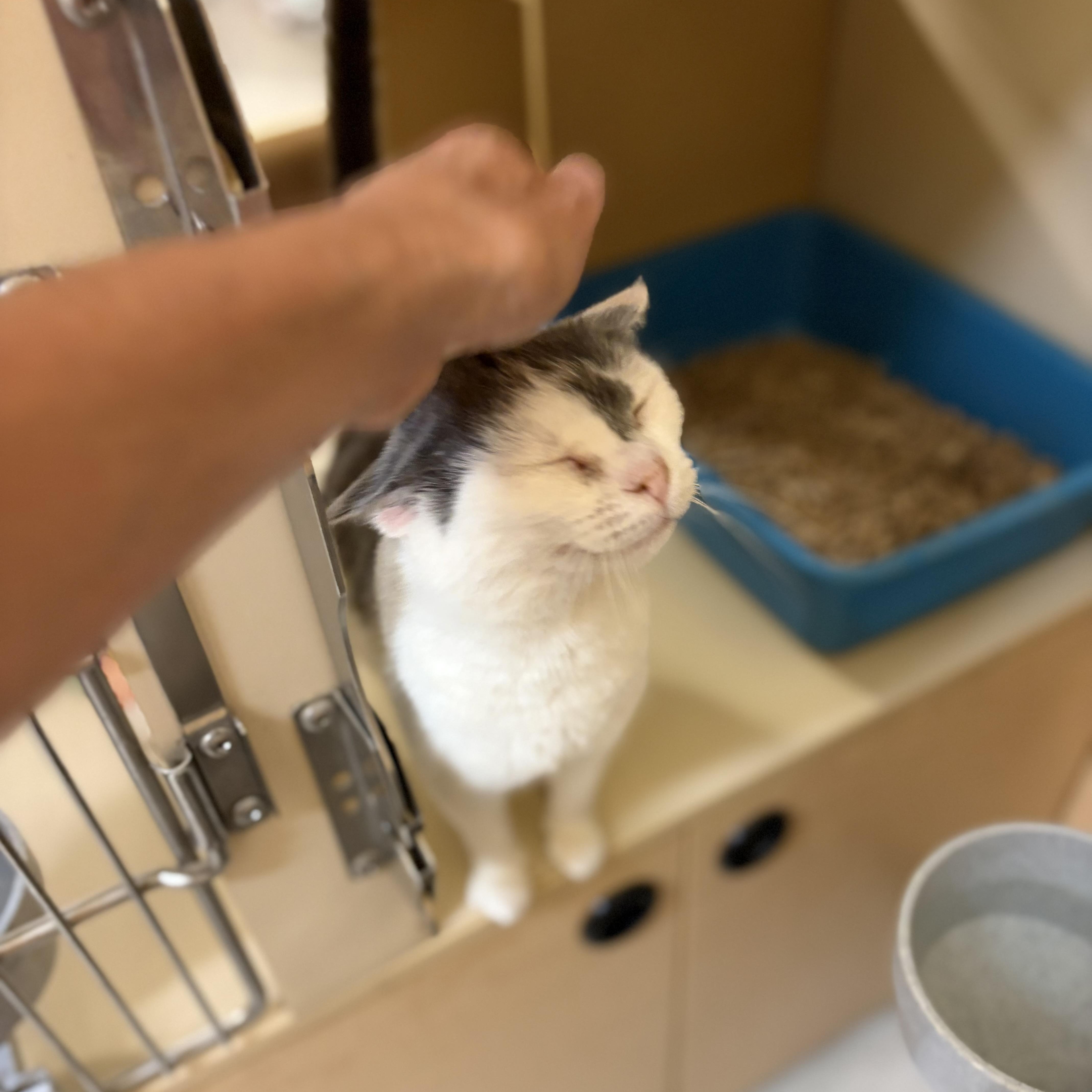 Cabot, a Adoptable Domestic Short Hair in DeWitt, NY image 3/3