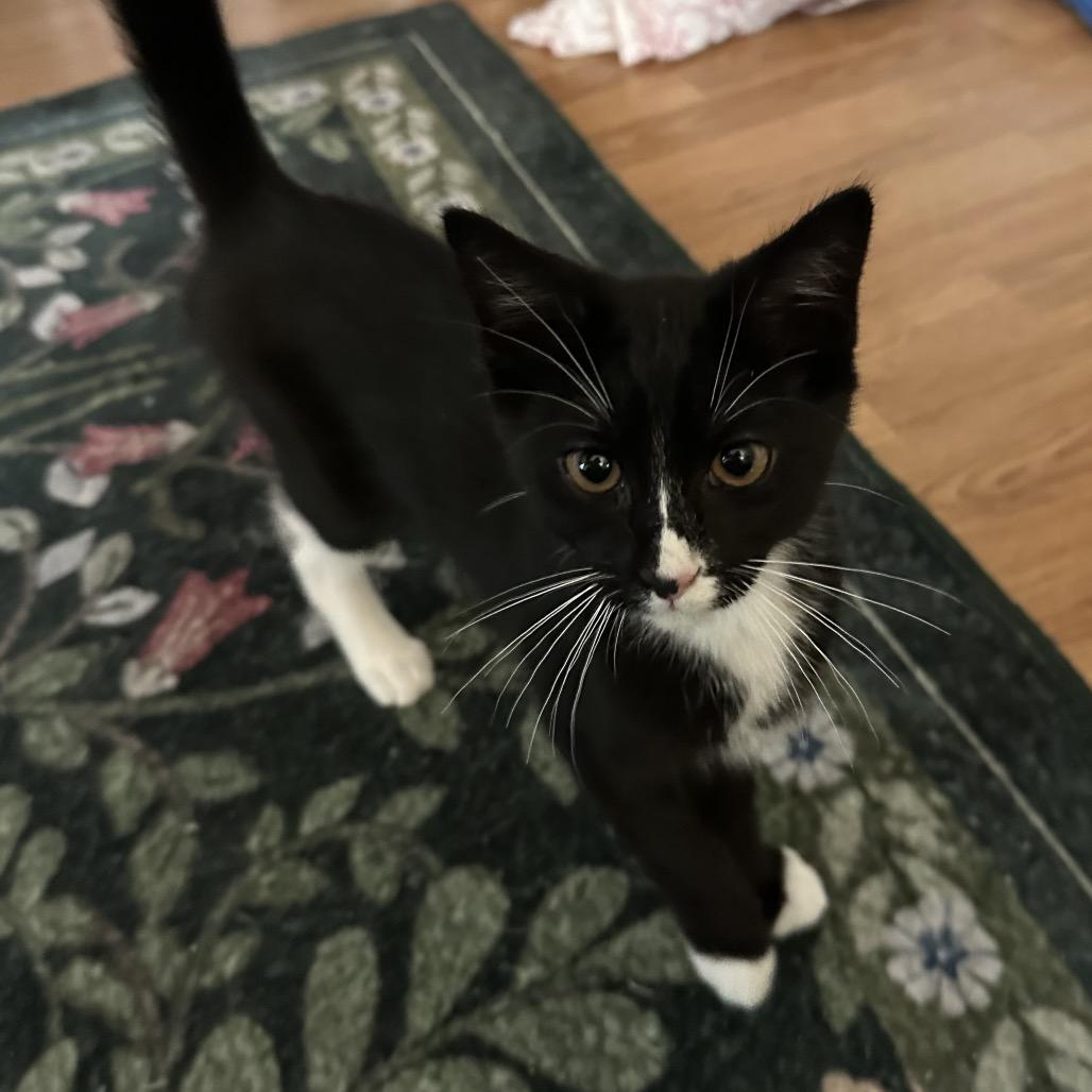 Pen, Adoptable, Kitten Female Domestic Short Hair.